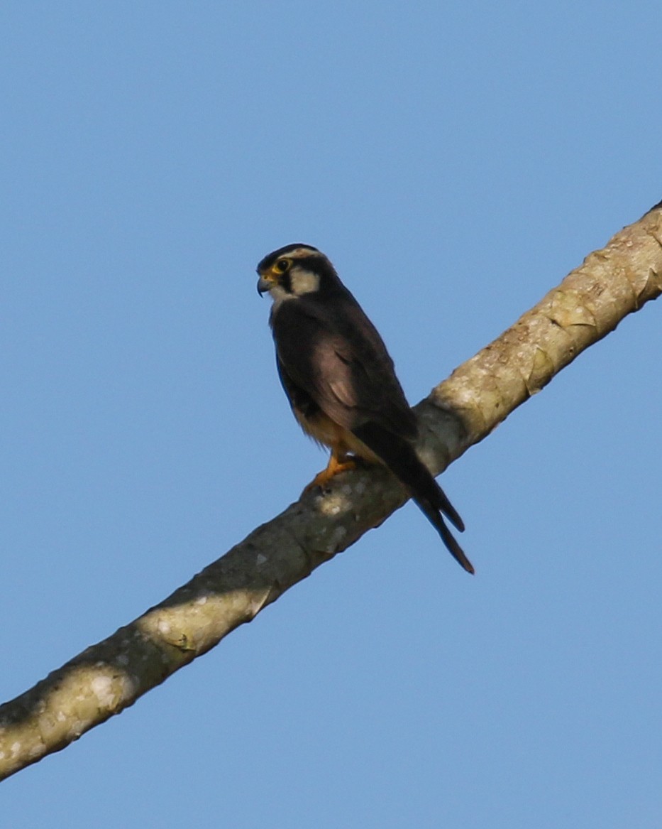 Aplomado Falcon - ML463571431