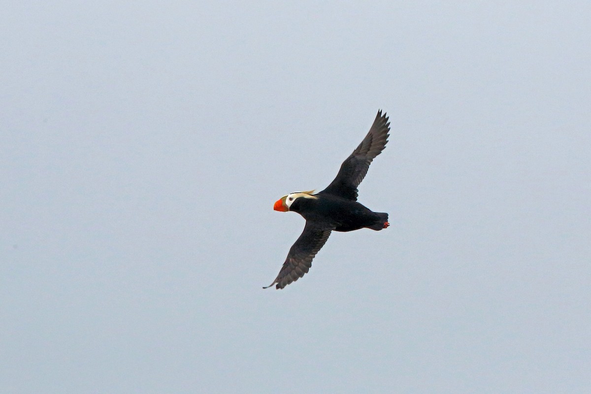 Tufted Puffin - ML46357191