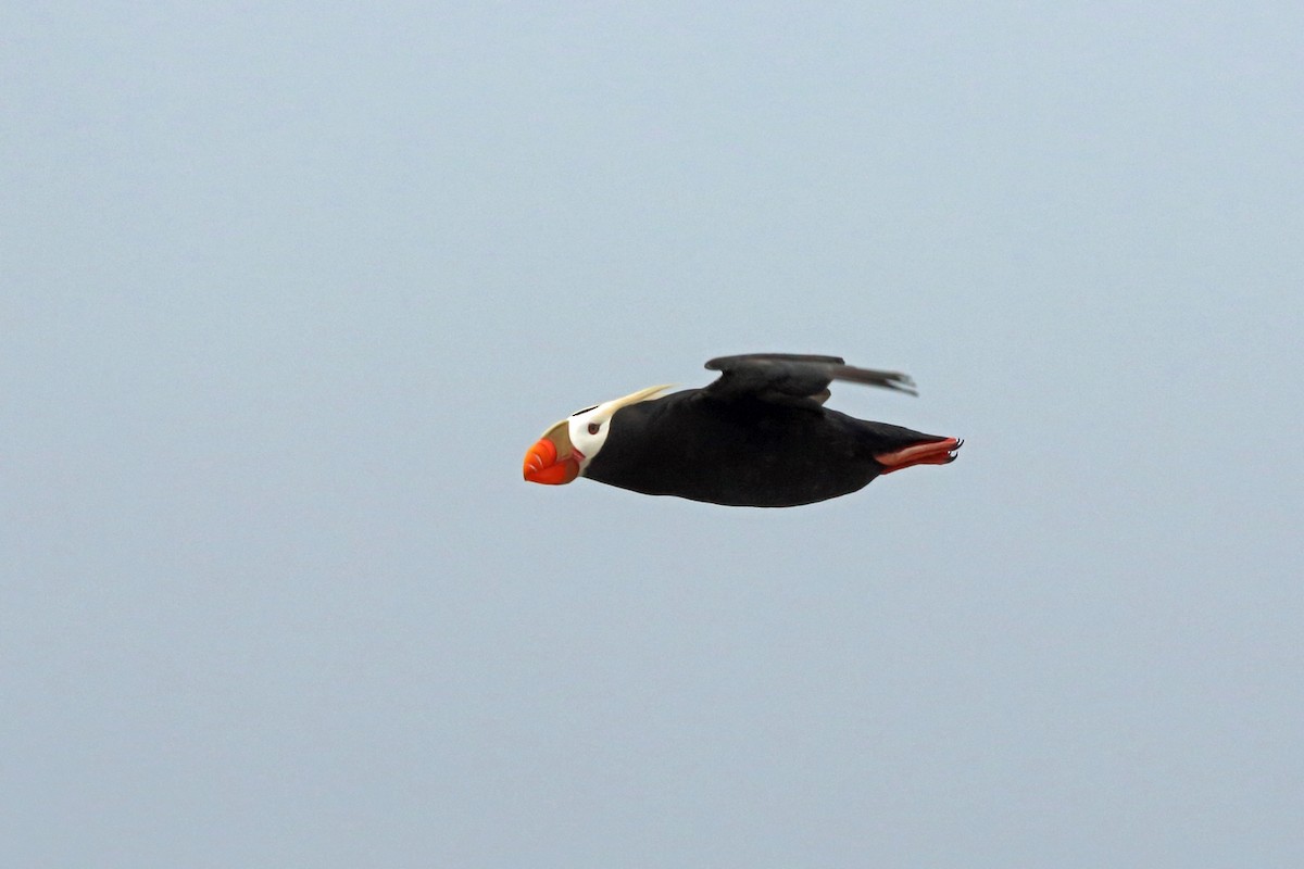 Tufted Puffin - ML46357201