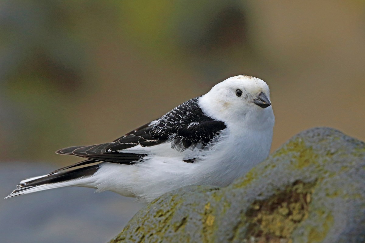 Snow Bunting - ML46357211