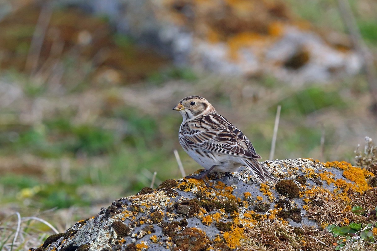 Lapland Longspur - ML46357241