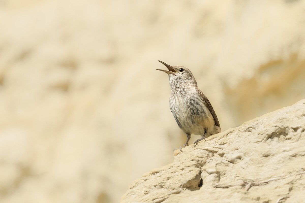 Rock Wren - ML463572711