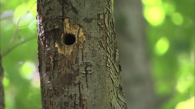 Yellow-bellied Sapsucker - ML463575