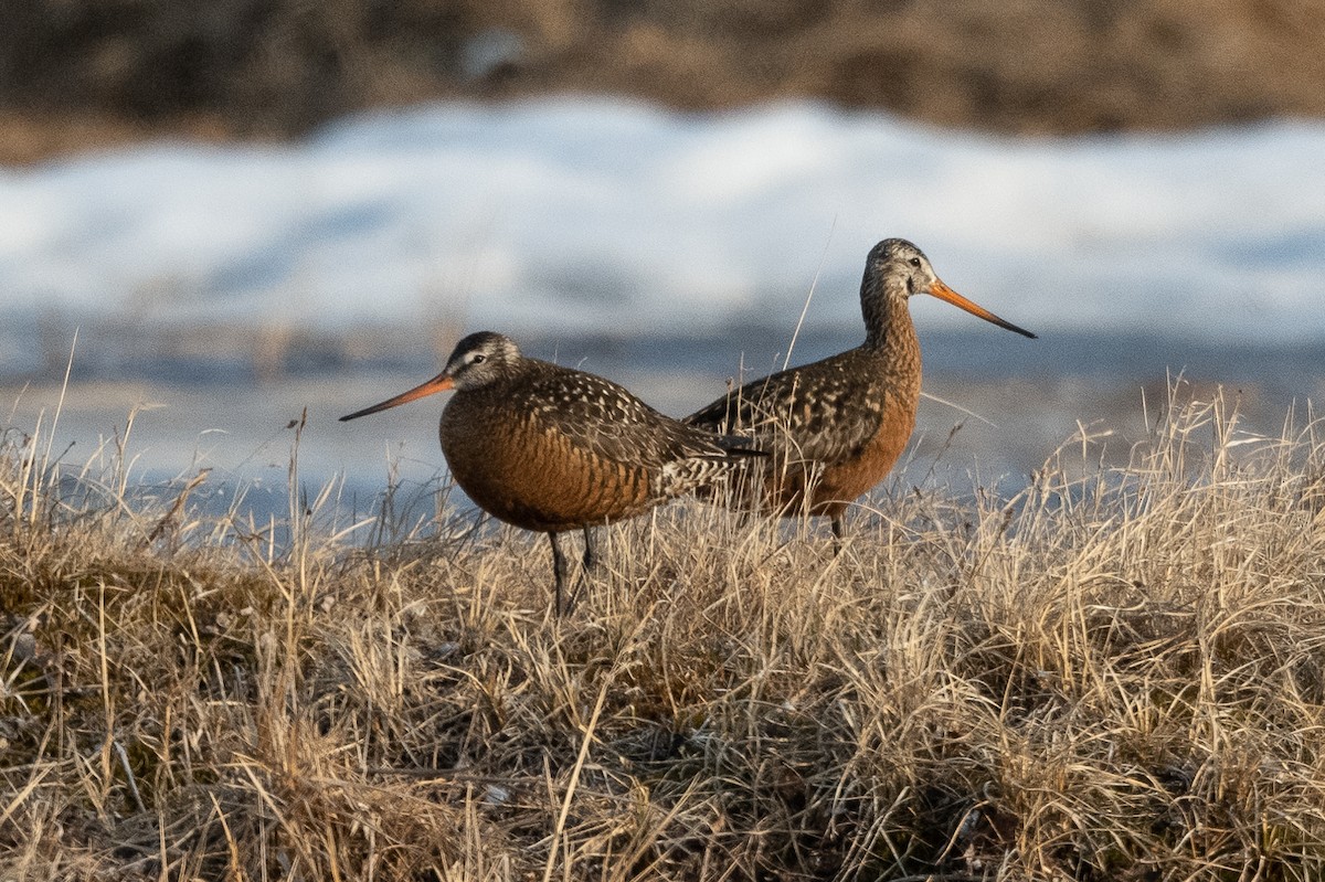 Hudsonian Godwit - Stephen Davies