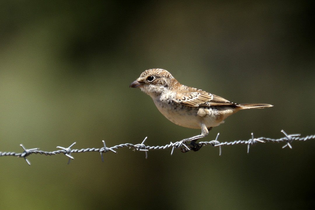 Woodchat Shrike - ML463577531