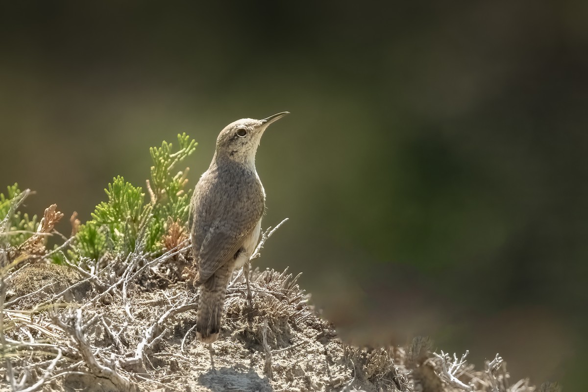 Rock Wren - ML463578851