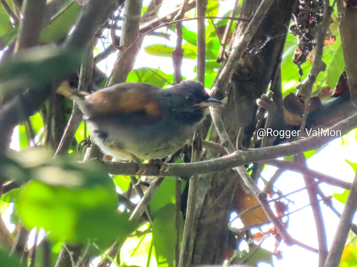 Blackish-headed Spinetail - ML463579321