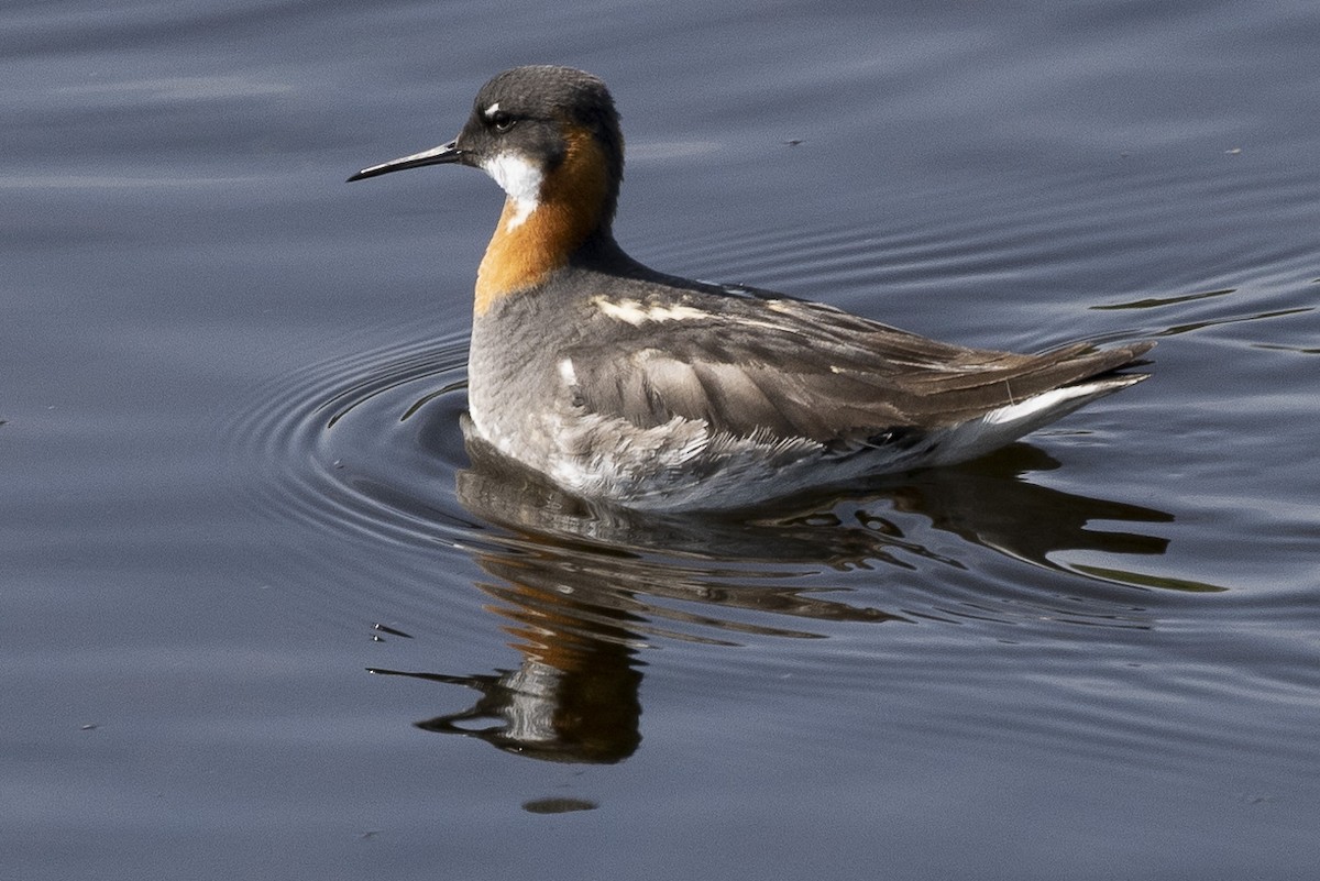 Red-necked Phalarope - ML463579571