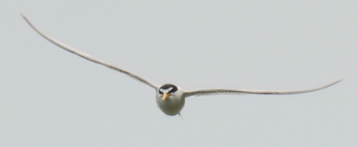 Least Tern - ML463579881