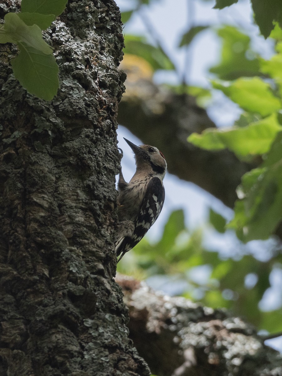 Lesser Spotted Woodpecker - El Golli  Mohamed