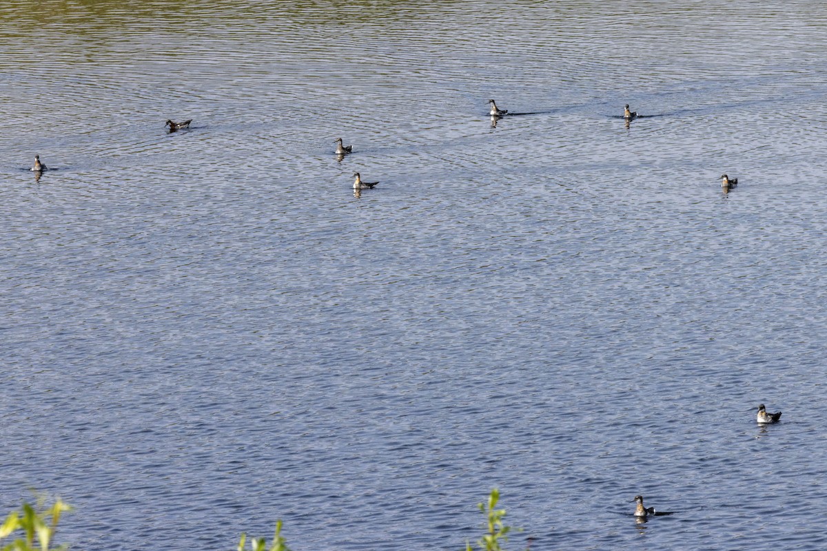 Red-necked Phalarope - ML463580261