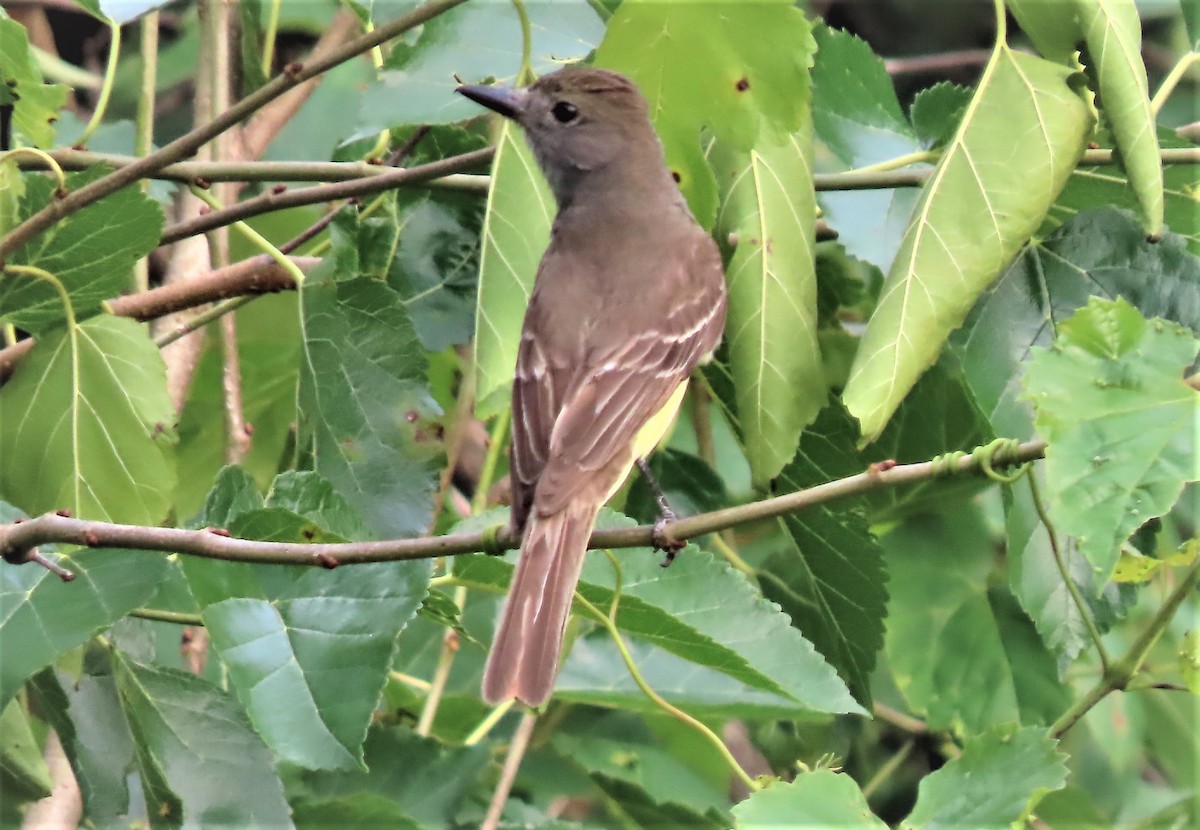 Great Crested Flycatcher - ML463580991