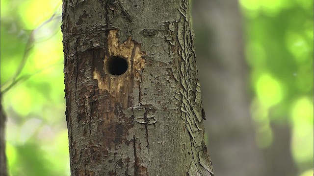 Yellow-bellied Sapsucker - ML463581