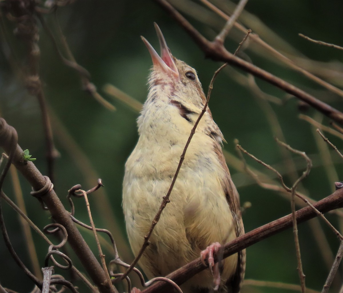 Carolina Wren - ML463581031