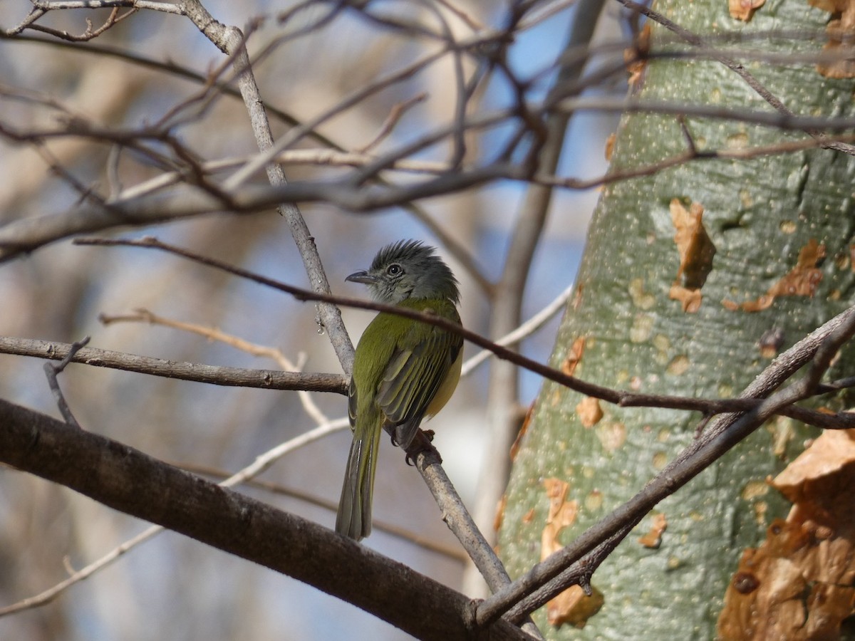 Yellow-olive Flatbill - Ignatius Frost