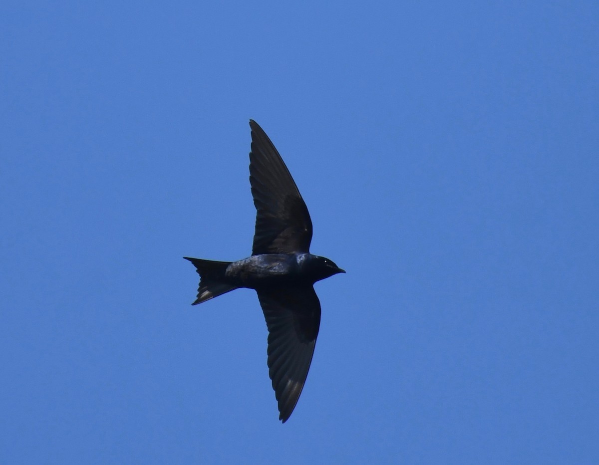 Purple Martin - ML463581161