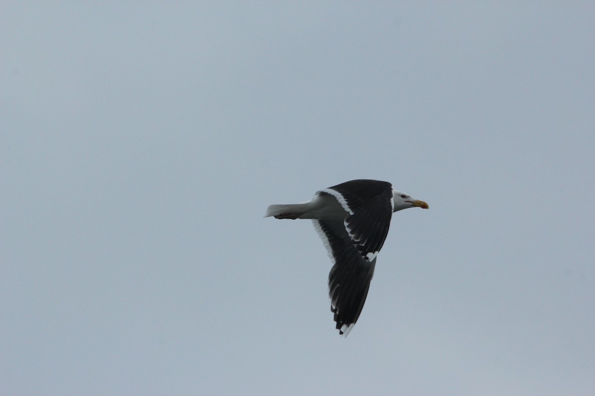 Great Black-backed Gull - ML463581491