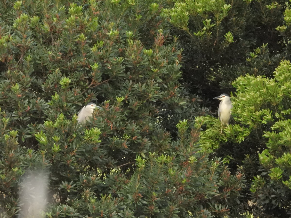 Black-crowned Night Heron - ML463581531