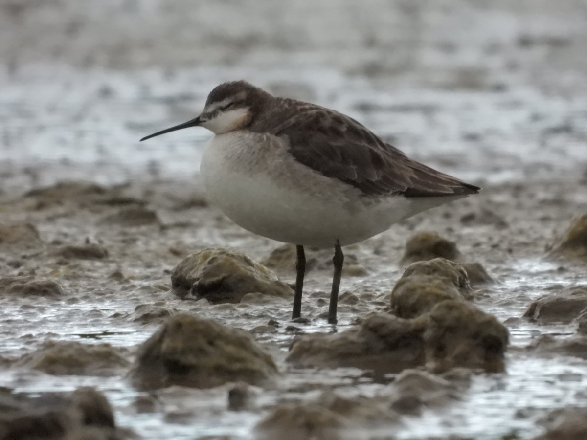 hvithalesvømmesnipe - ML463582241