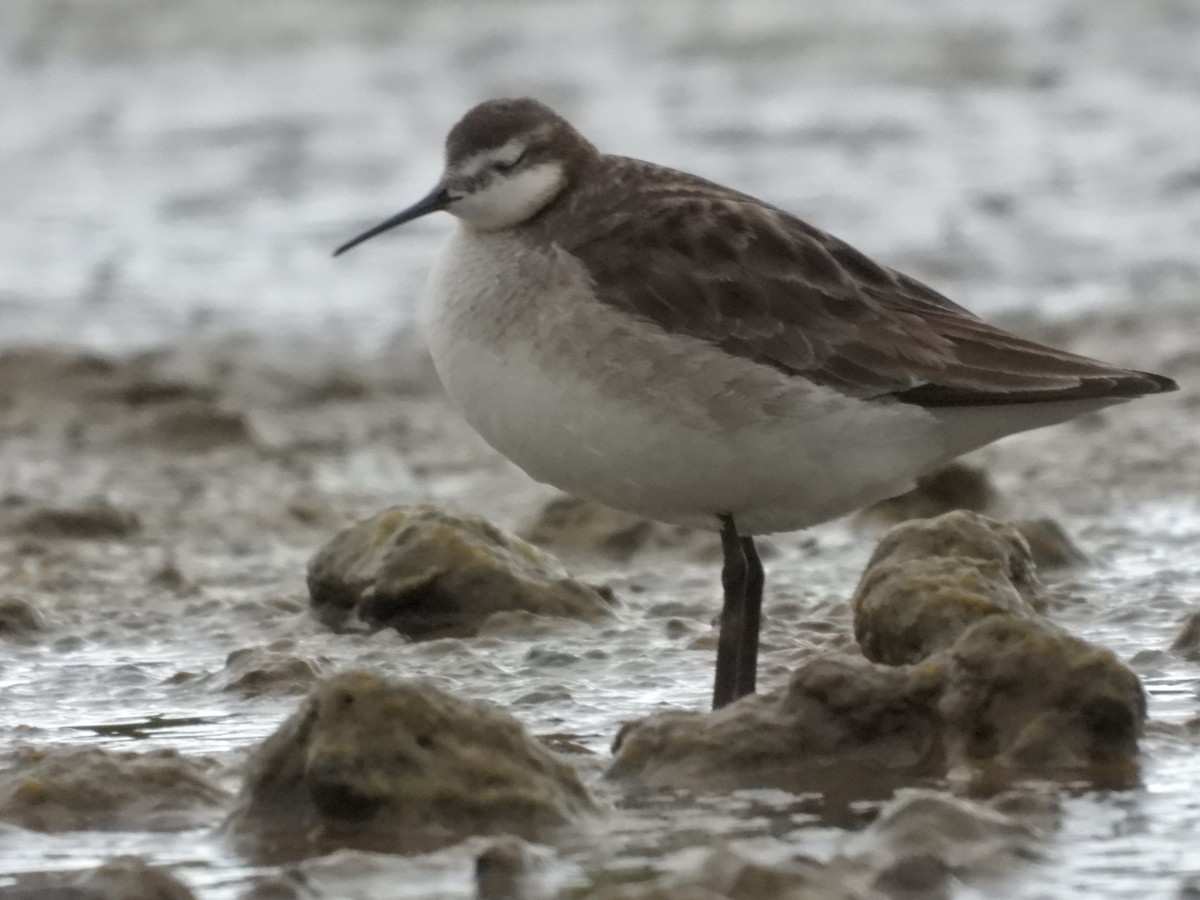 hvithalesvømmesnipe - ML463582261