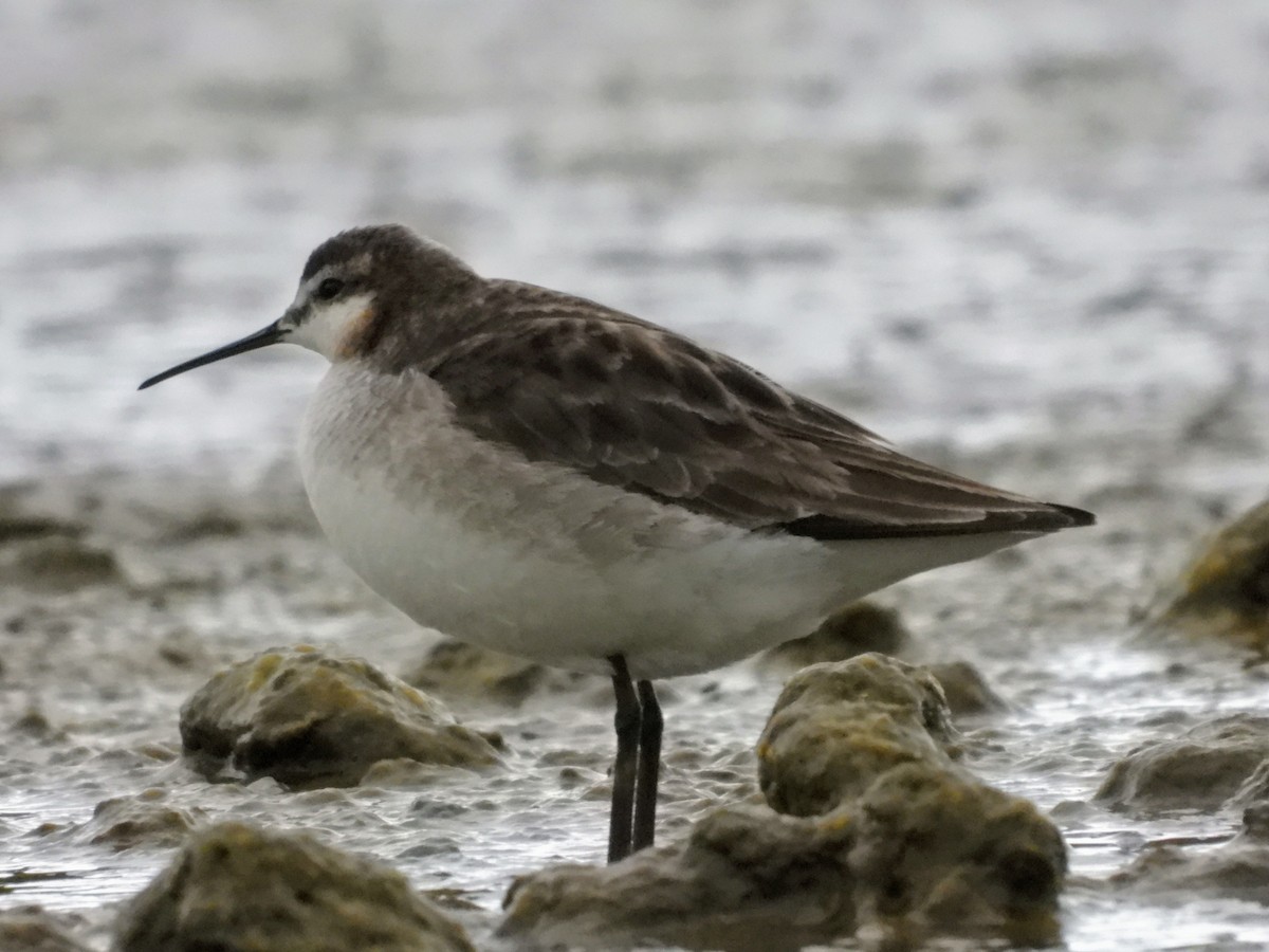 Wilson's Phalarope - ML463582271