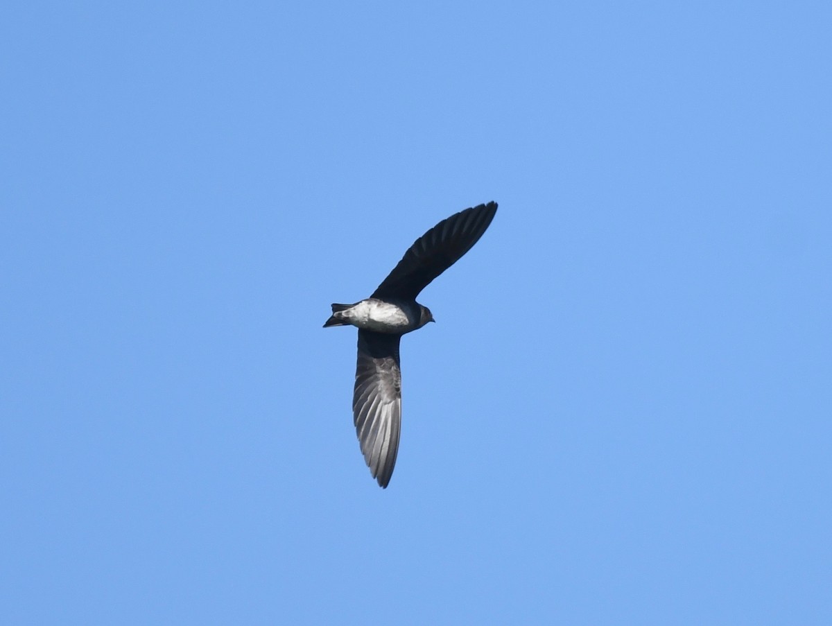 Golondrina Purpúrea - ML463582981