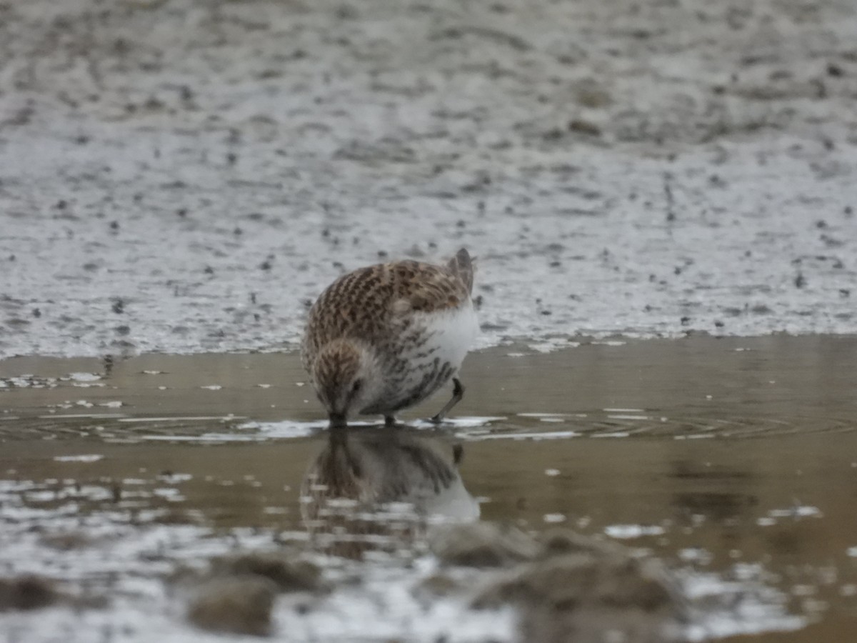 Dunlin - ML463583281