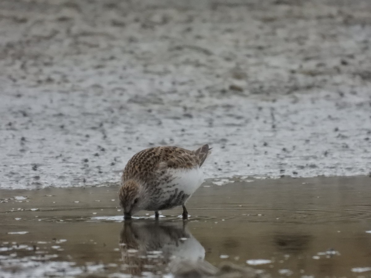 Dunlin - ML463583291