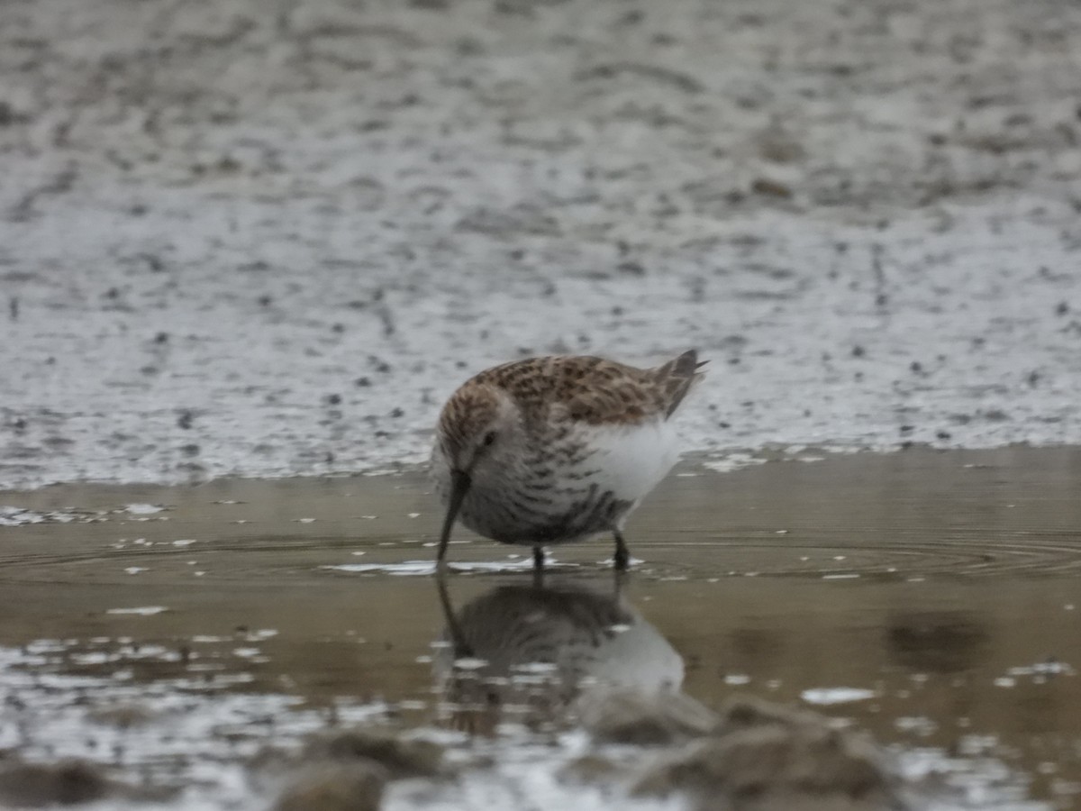 Dunlin - ML463583311
