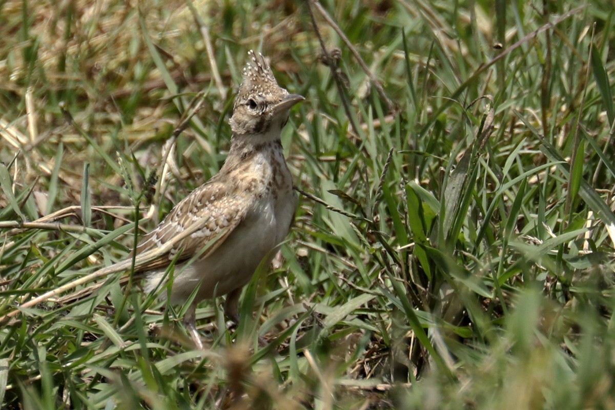 Thekla's Lark - ML463585121