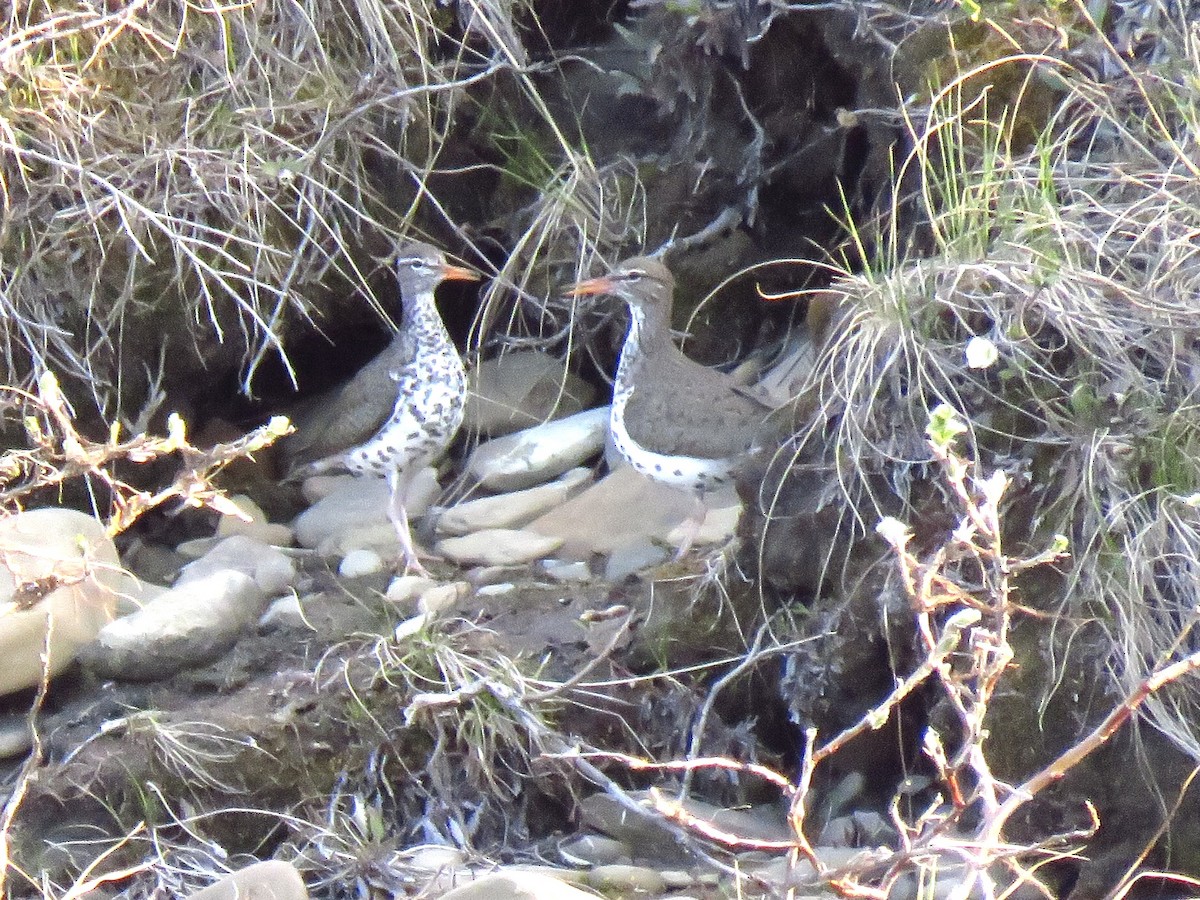 Spotted Sandpiper - Eric Wier