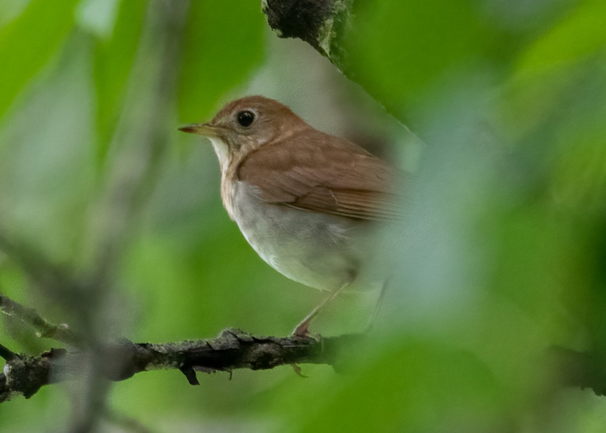 Veery - ML463586441