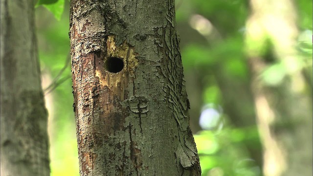 Yellow-bellied Sapsucker - ML463587