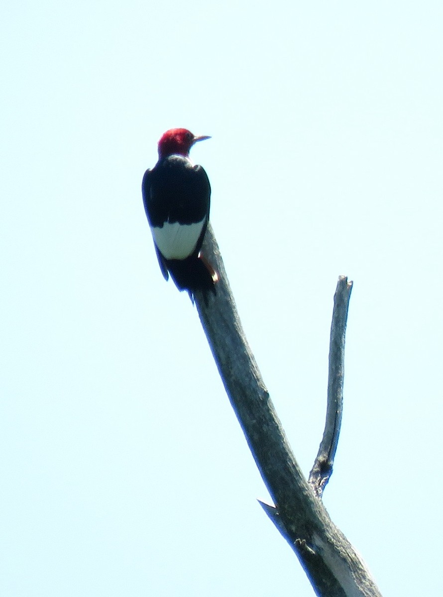 Pic à tête rouge - ML463588321