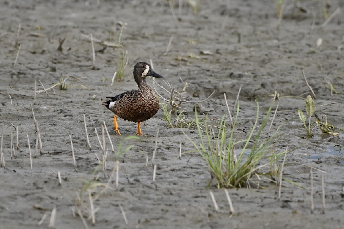 Blue-winged Teal - ML463590151