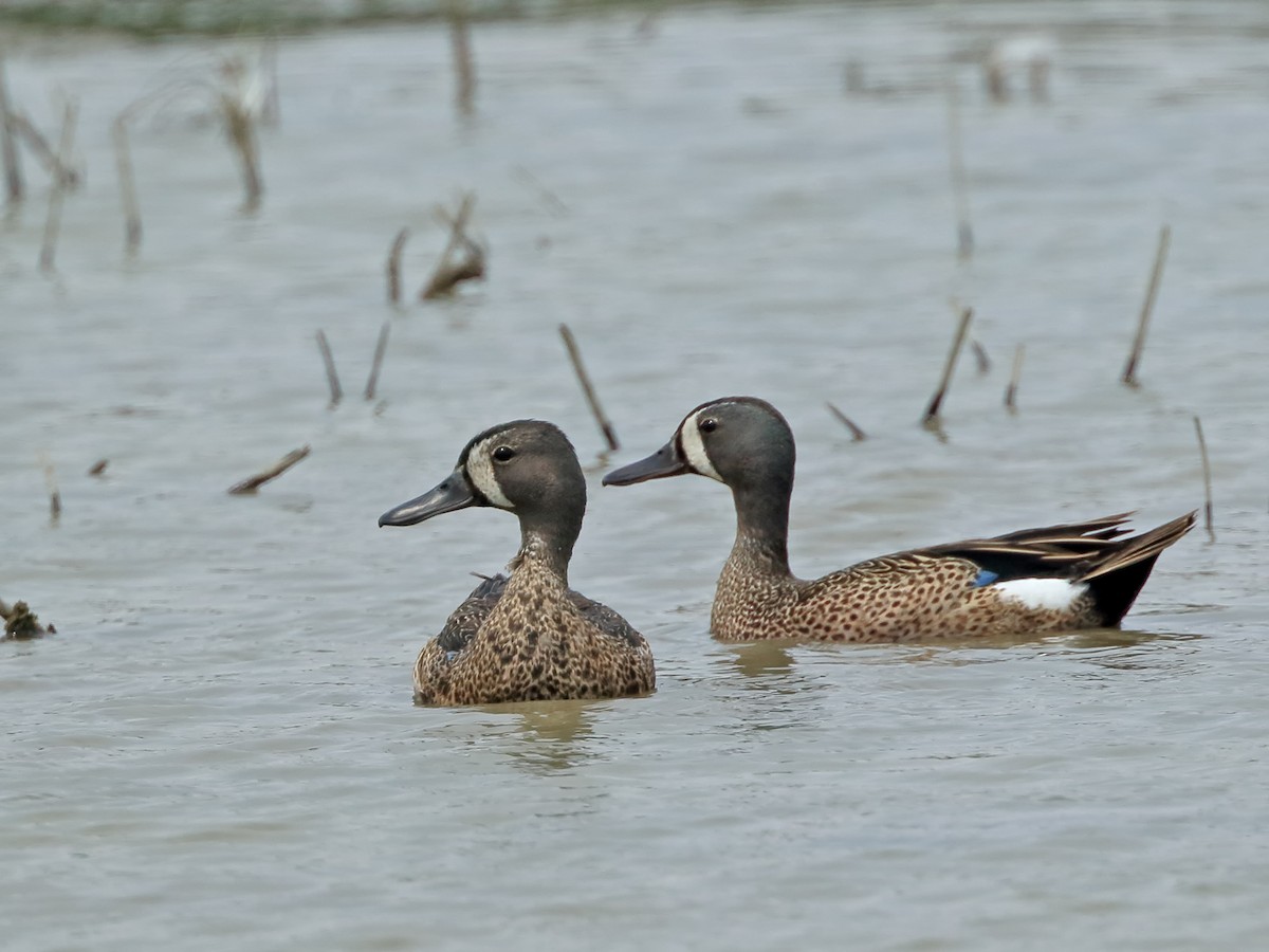 Blue-winged Teal - ML463590241