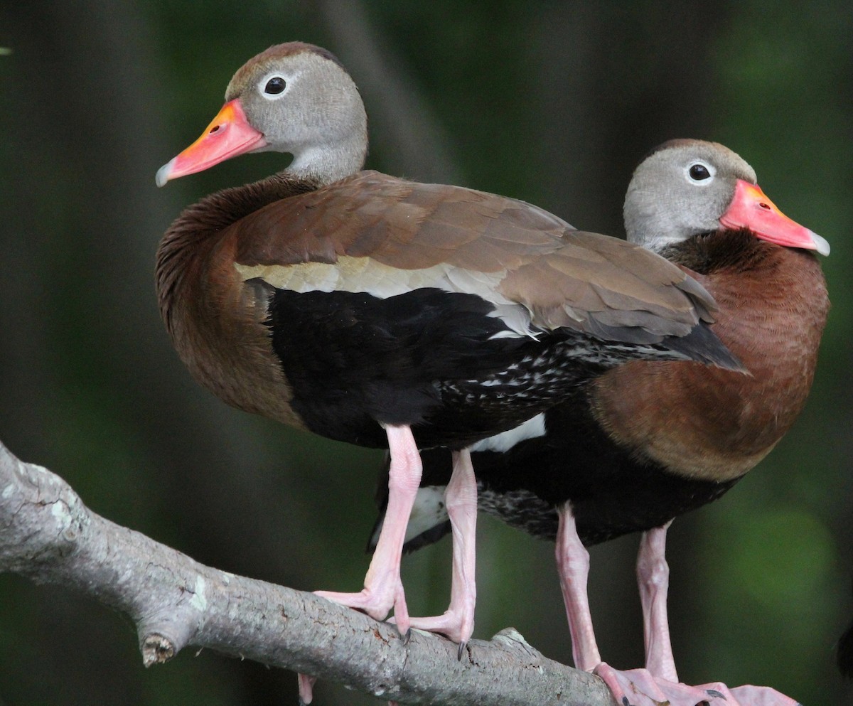 Black-bellied Whistling-Duck - ML463590321