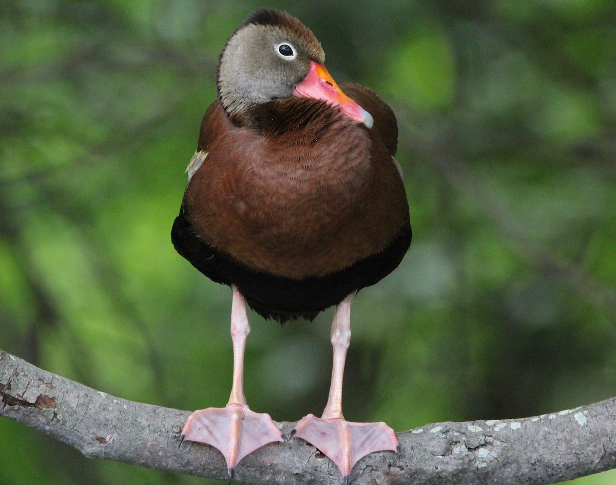 Black-bellied Whistling-Duck - ML463590331