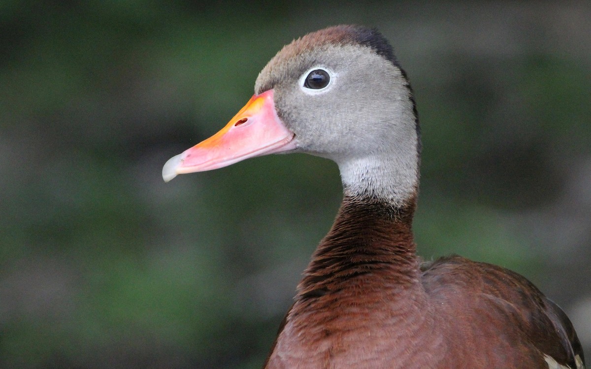 Dendrocygne à ventre noir - ML463590341