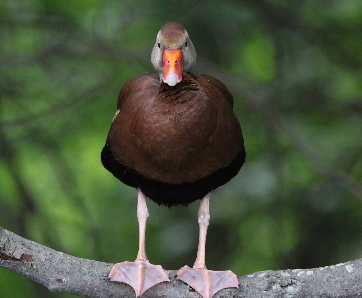 Black-bellied Whistling-Duck - ML463590351