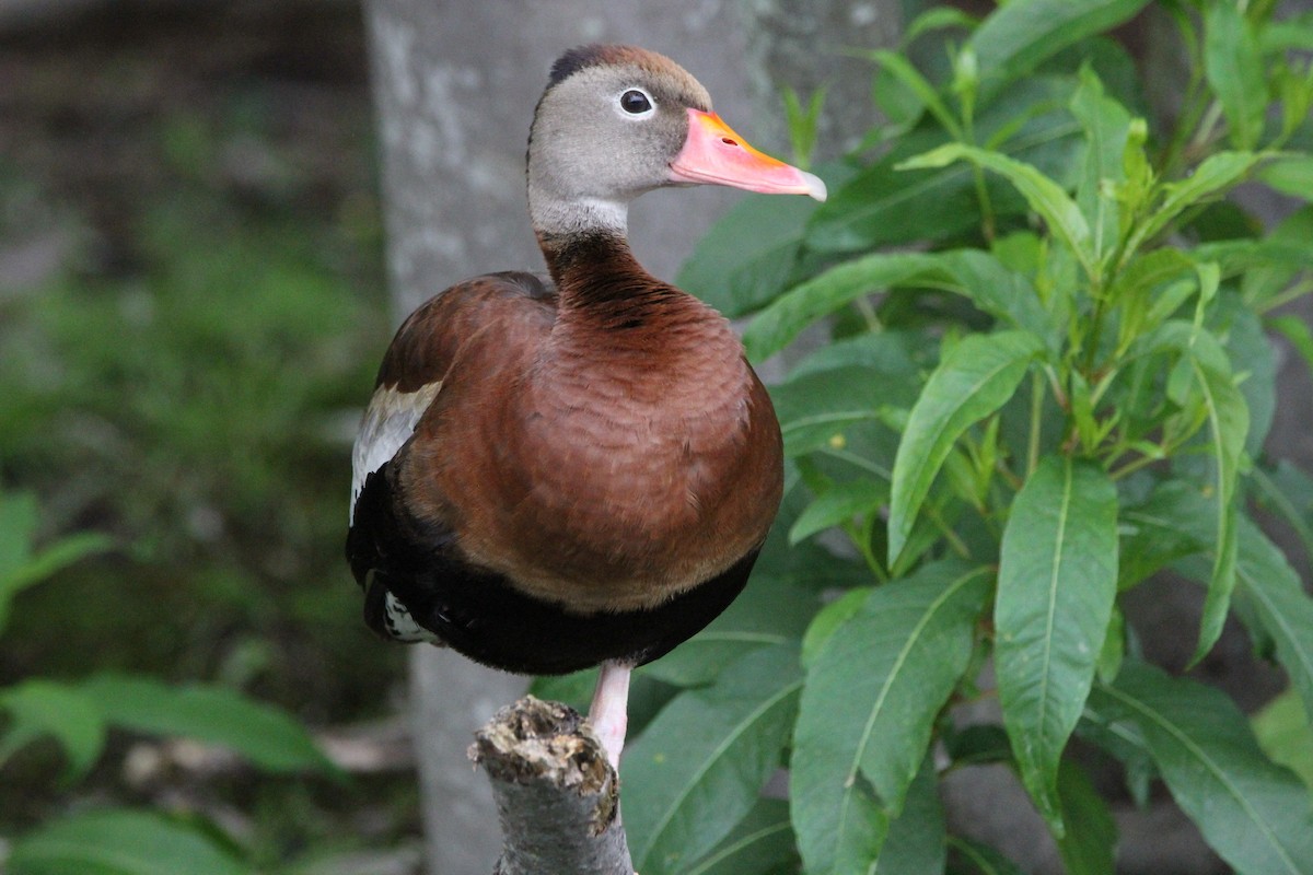 Black-bellied Whistling-Duck - ML463590371