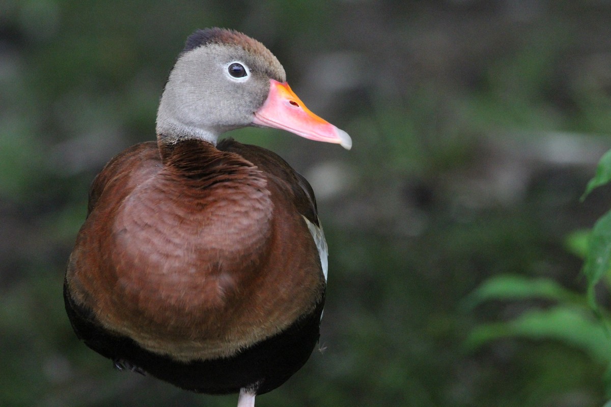 アカハシリュウキュウガモ - ML463590381