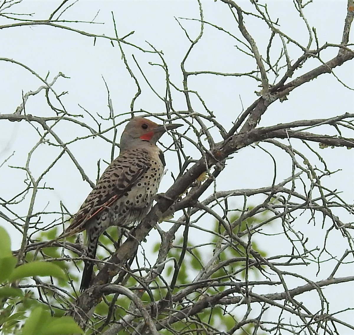 Northern Flicker - ML463591571