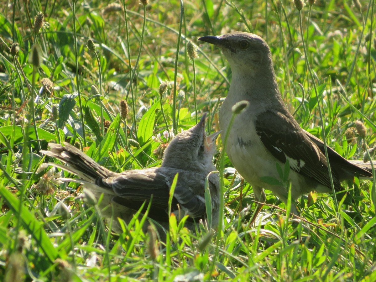 Northern Mockingbird - Nick Dawson