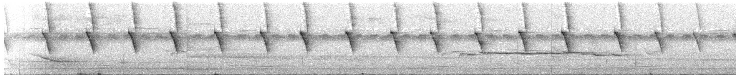 Белобородый колибри-отшельник - ML463591891