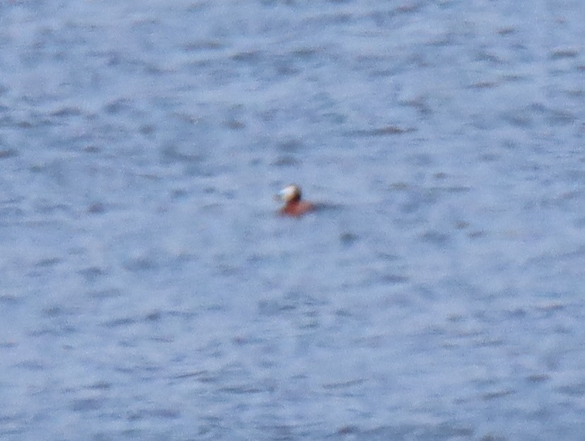 Ruddy Duck - ML463591951