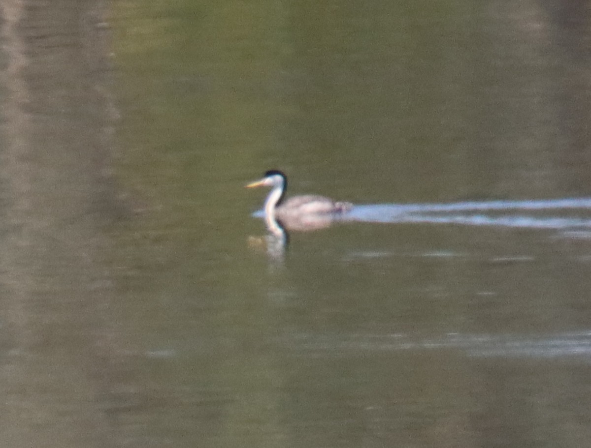 Clark's Grebe - ML463592071