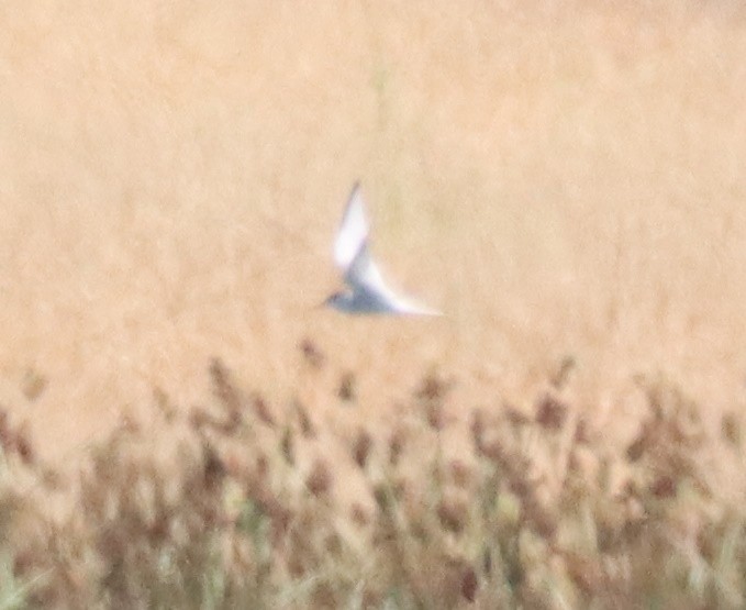 Least Tern - ML463592171