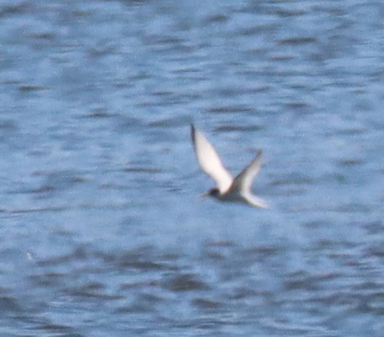 Least Tern - ML463592181