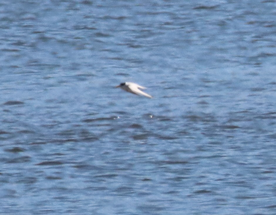 Least Tern - ML463592211